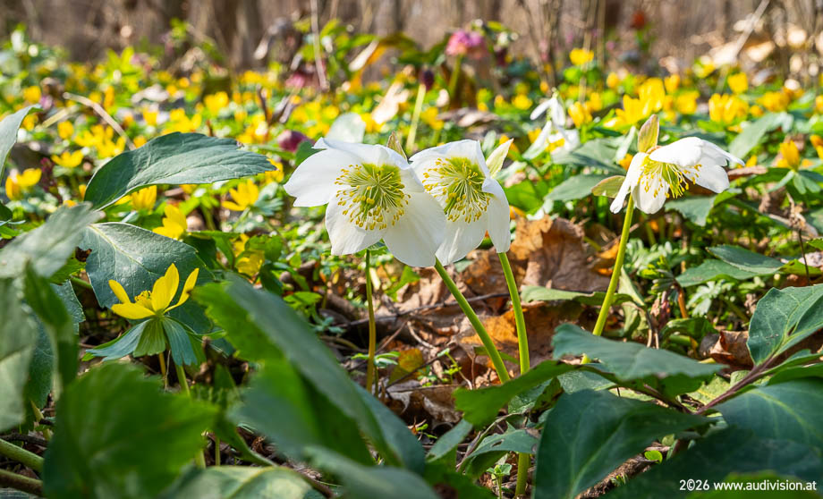 Frühlingsboten in der Katzelsdorfer Au